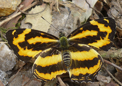 Symbrenthia niphanda