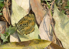 Symbrenthia niphanda