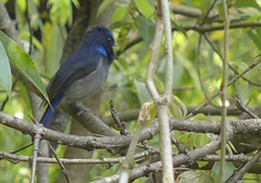 Niltava macgrigoriae