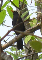 Turdus boulboul