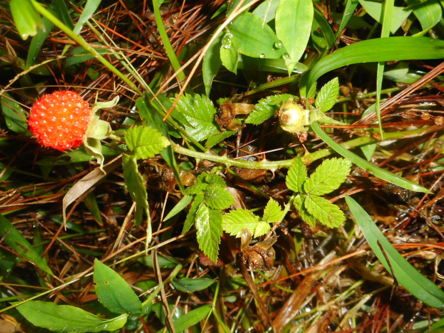 Rubus rosifolius (Rubus rosifolius)