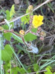 Hieracium megacephalon