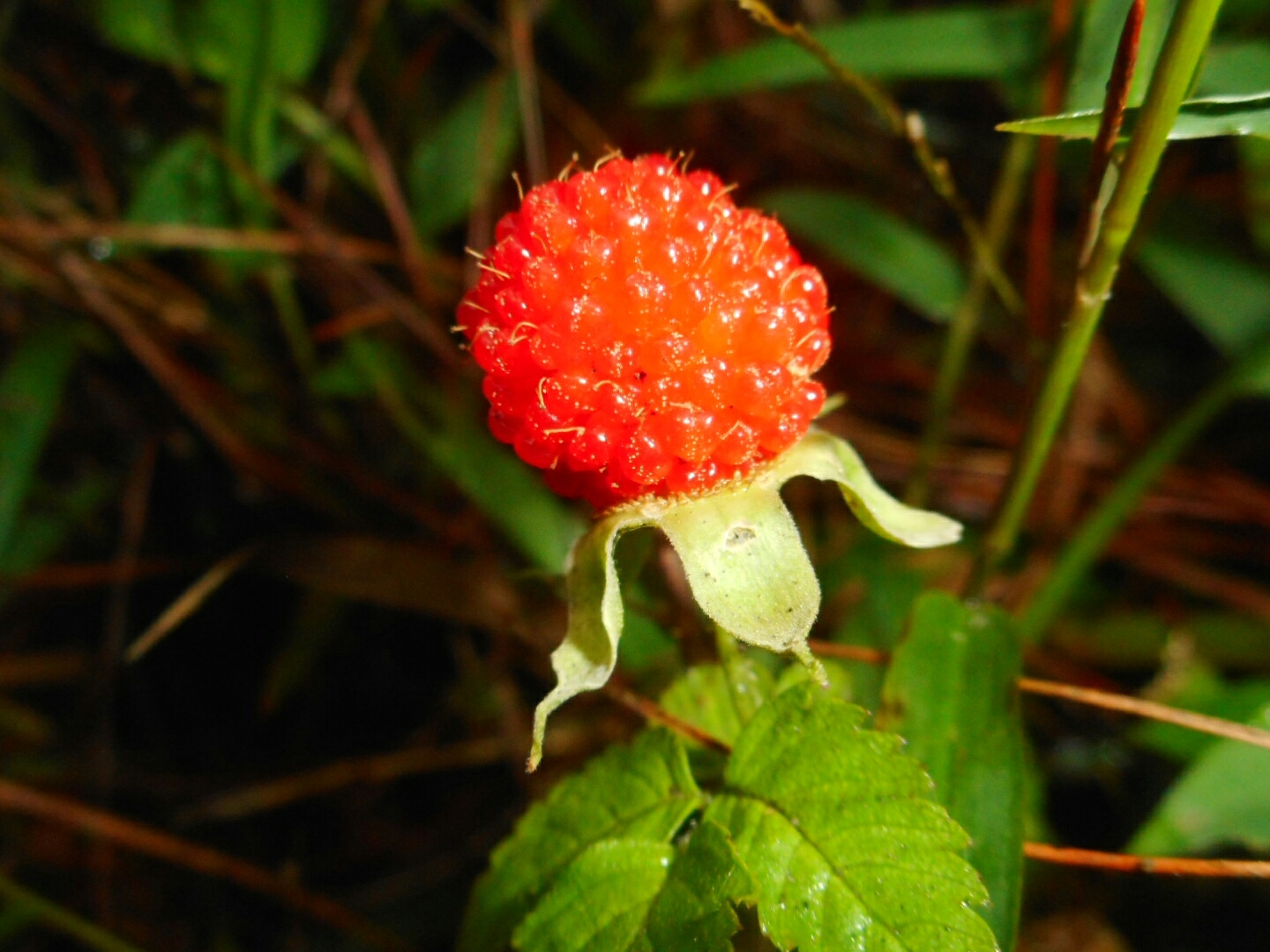 Rubus rosifolius — ảnh 2