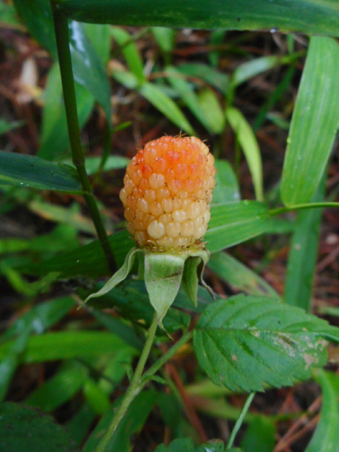 Rubus rosifolius — ảnh 3