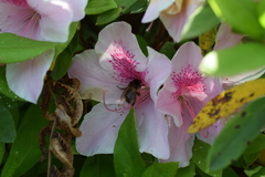 Anthophora