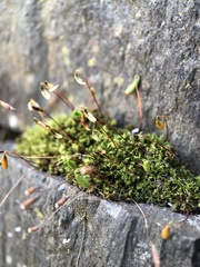 Ptychostomum capillare