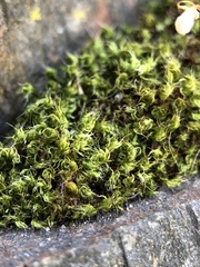 Ptychostomum capillare