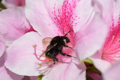 Bombus