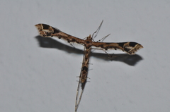 Platyptilia fulva