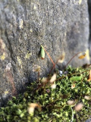 Ptychostomum capillare