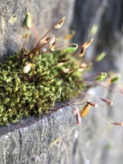 Ptychostomum capillare