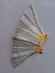 Phrygionis platinata