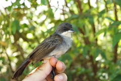 Tachyphonus phoenicius