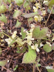 Epimedium × versicolor