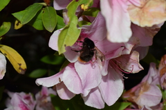 Bombus