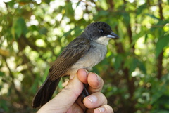 Tachyphonus phoenicius