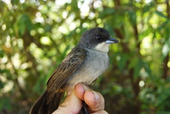 Tachyphonus phoenicius