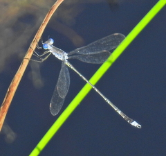Lestes tridens