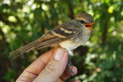 Cnemotriccus fuscatus beniensis