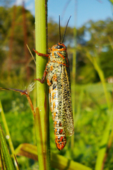 Diponthus pycnostictus