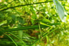 Hyperophora major