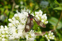 Phoeniostacta haematabasis