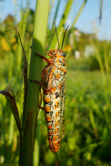 Diponthus pycnostictus