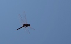 Tramea transmarina