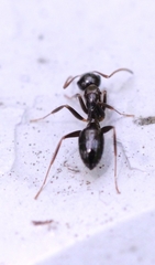 Camponotus vitiosus