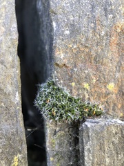 Grimmia pulvinata