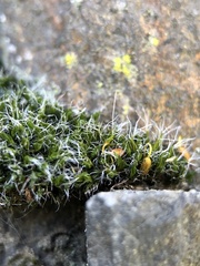 Grimmia pulvinata