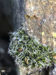 Grimmia pulvinata