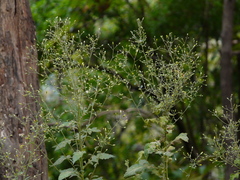 Blumea paniculata