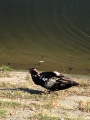 Cairina moschata domestica