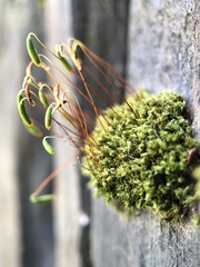 Ptychostomum capillare