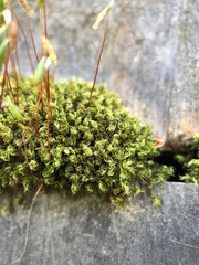 Ptychostomum capillare