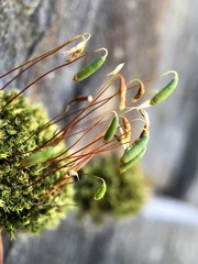 Ptychostomum capillare