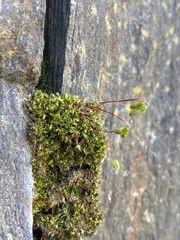 Ptychostomum capillare