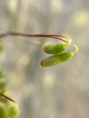 Ptychostomum capillare