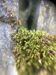 Ptychostomum capillare