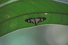 Glyphodes actorionalis