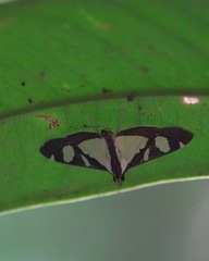 Glyphodes actorionalis