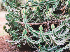 Euphorbia cooperi