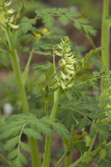 Corydalis ophiocarpa