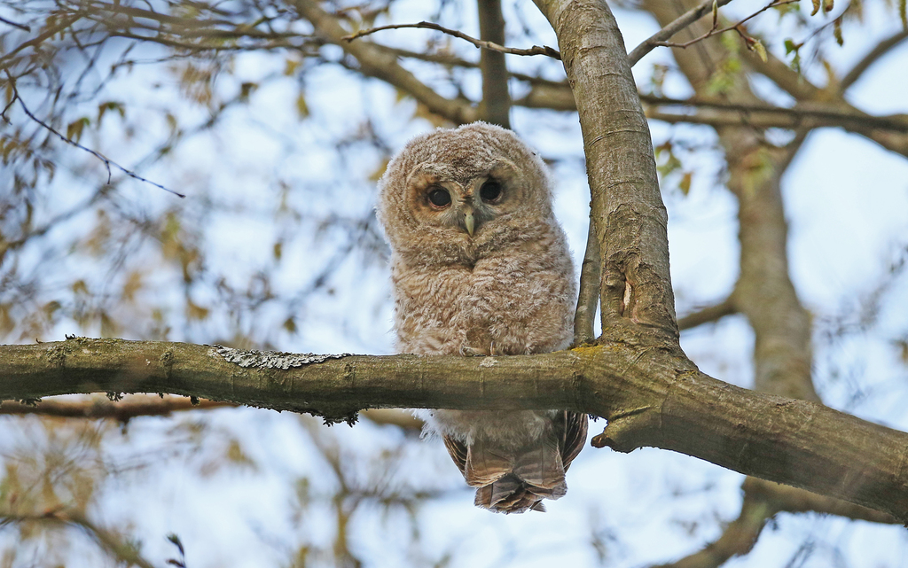 Tawny Owl (Strix aluco)