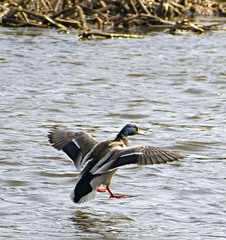 Anas platyrhynchos