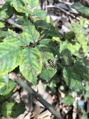 Eupeodes corollae