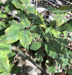 Eupeodes corollae