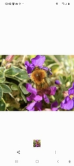 Bombus pascuorum