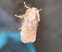 Pseudanapaea denotata